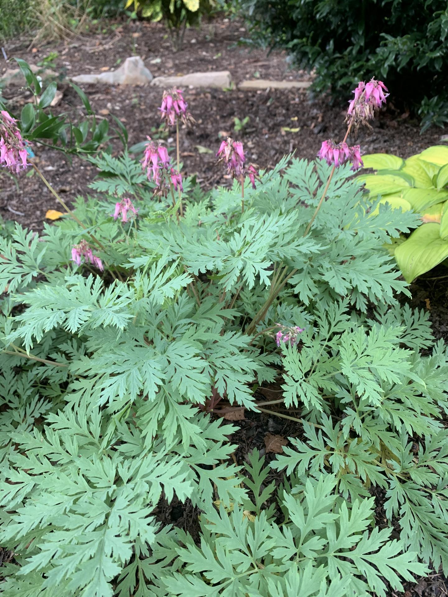Dicentra eximia Dolly Sods Dolly Sods Bleeding Heart for sale 18.00